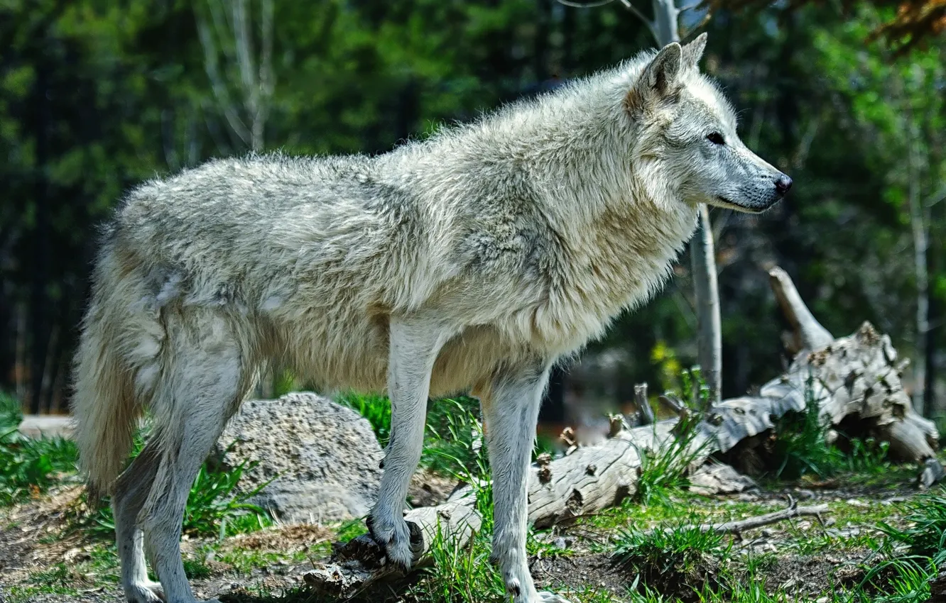 Photo wallpaper forest, wolf, predator