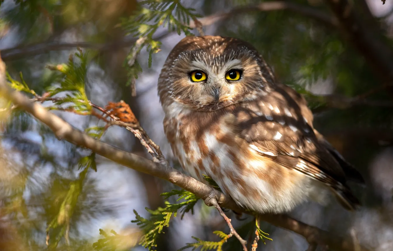 Photo wallpaper look, light, branches, owl, bird, needles, owl