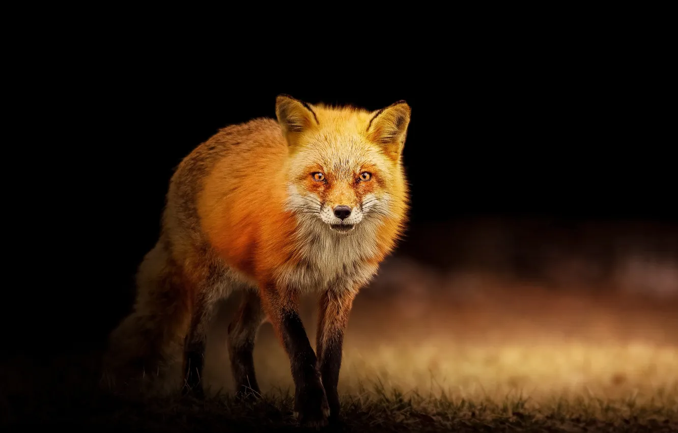 Photo wallpaper Predator, portrait, Wallpaper Red fox