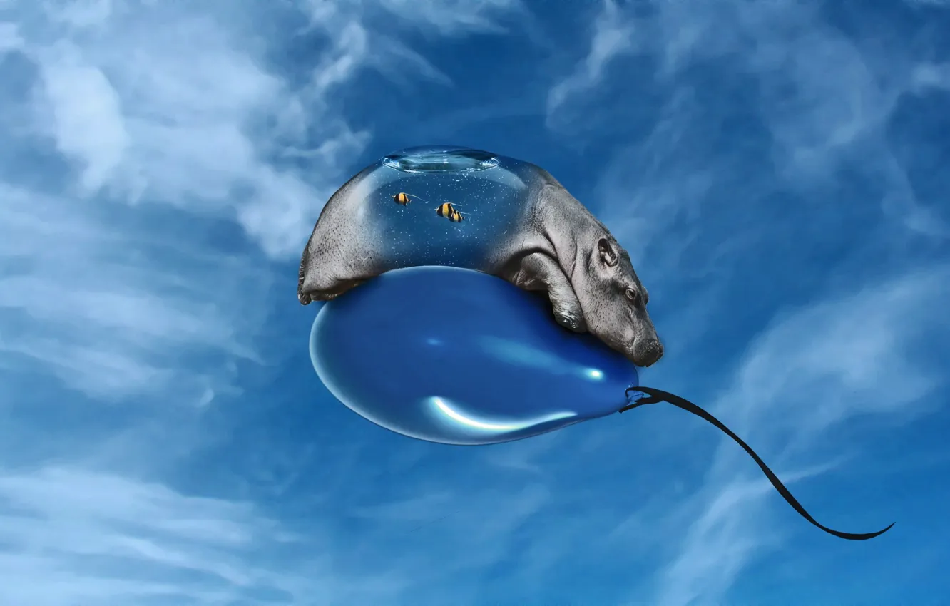 Photo wallpaper blue, ball, Hippo, 157