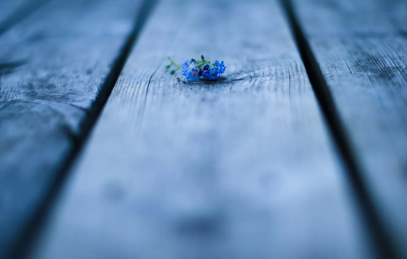 Photo wallpaper macro, flowers, Board