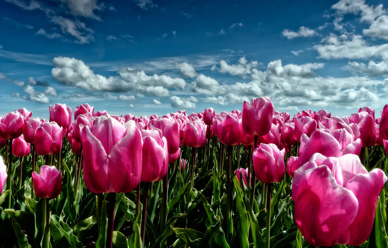 Photo wallpaper flowers, nature, spring, tulips