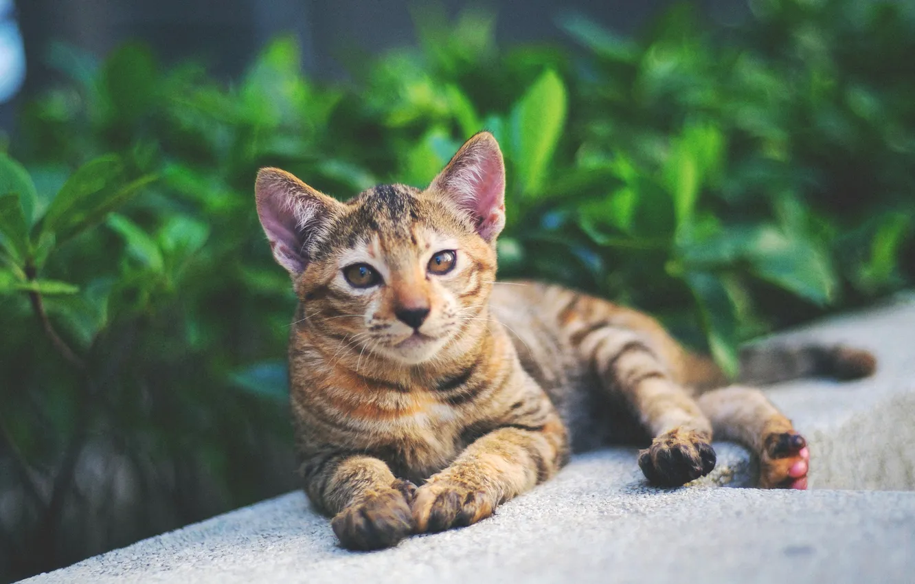 Photo wallpaper cat, animal, cat