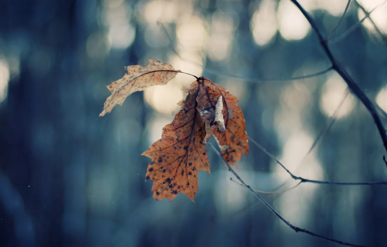 Photo wallpaper branches, sheet, bokeh
