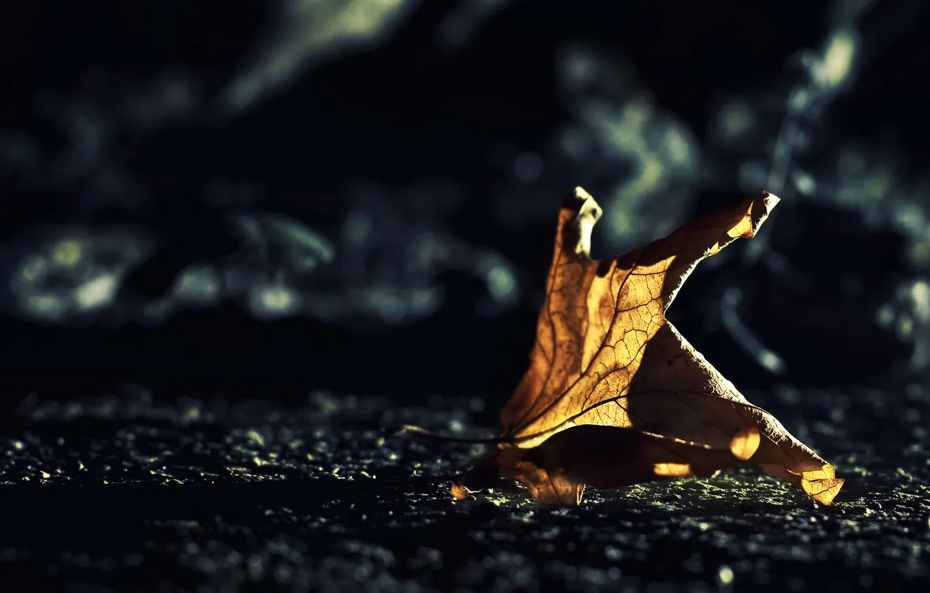 Photo wallpaper leaves, macro, light, photo, background pictures