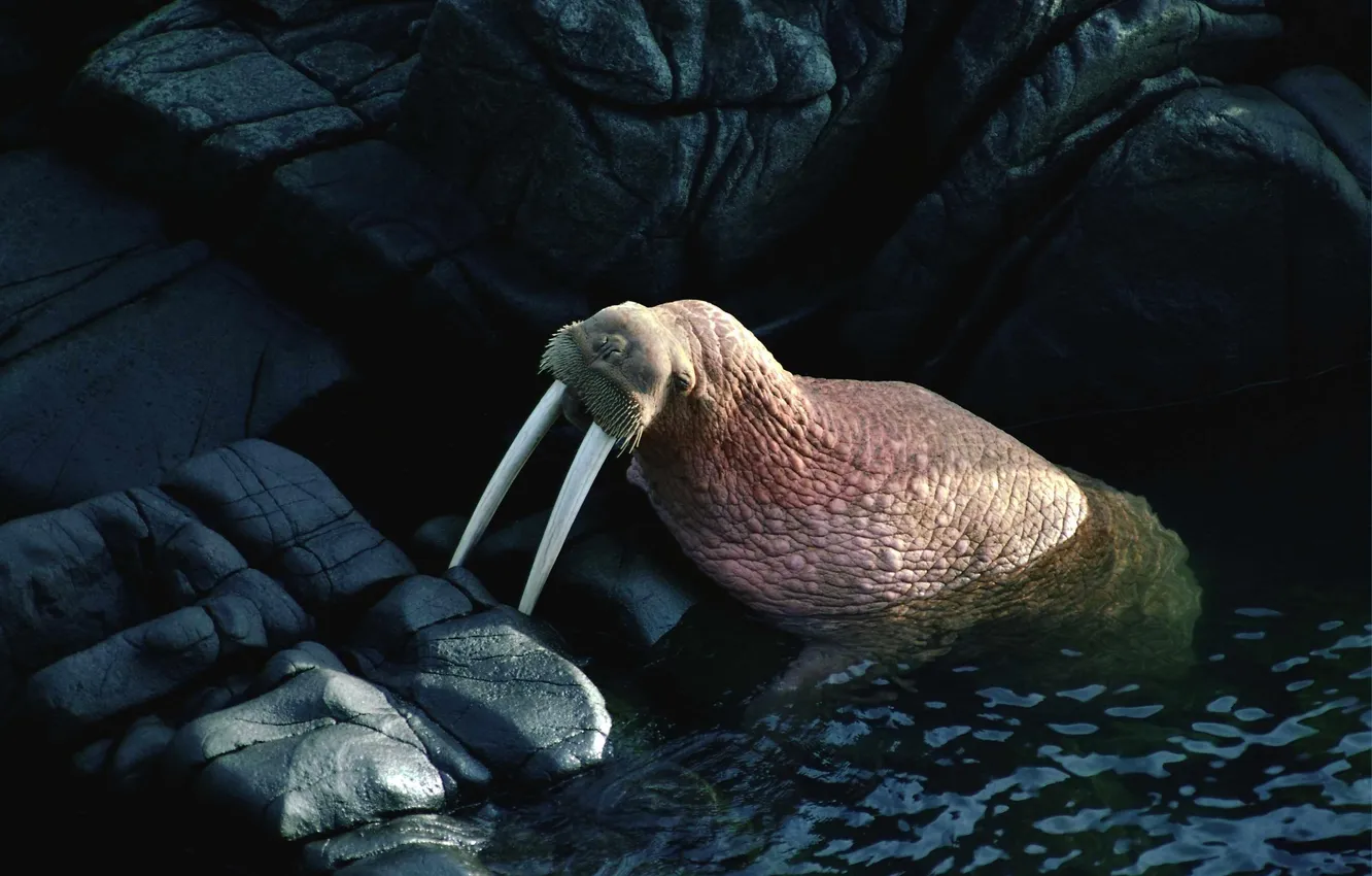Photo wallpaper sea, stones, the ocean, rocks, walrus, fangs