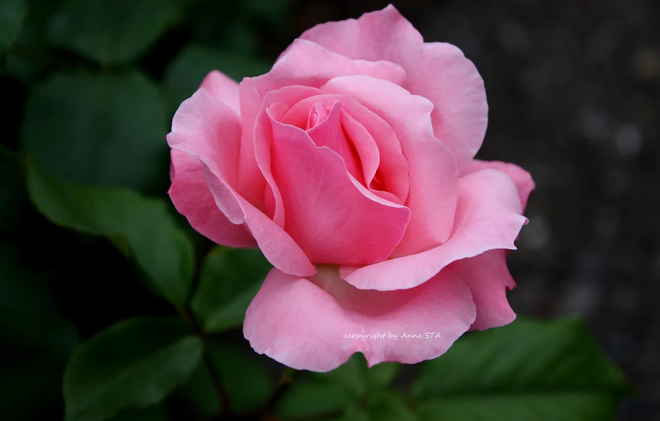 Photo wallpaper leaves, glare, roses, blur, pink