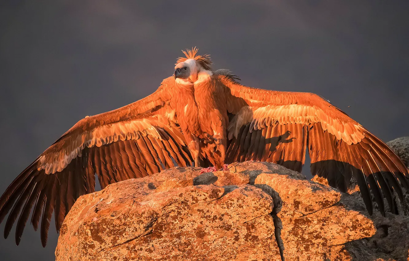 Photo wallpaper bird, wings, predator, Grif, Griffon vulture