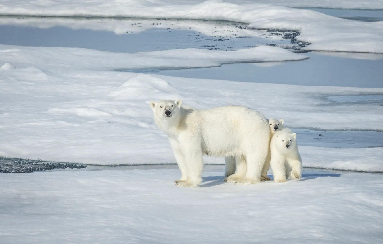 Photo wallpaper bear, Norway, ice, bear, polar bears, bear, polar bears