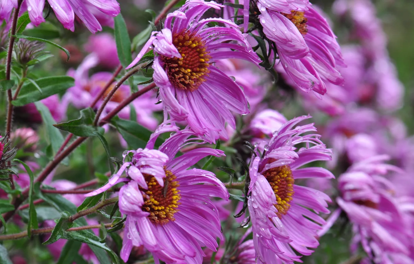 Photo wallpaper greens, summer, grass, water, drops, macro, flowers, nature