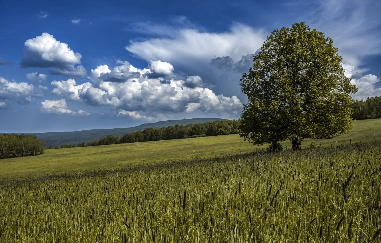 Photo wallpaper field, the sky, clouds, trees, blue, slope, cereals