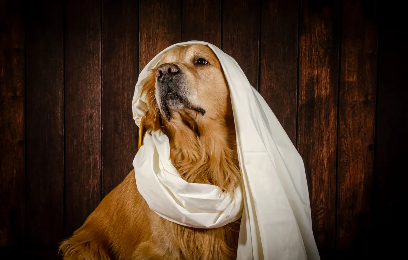 Photo wallpaper golden, dog, Golden Retriever