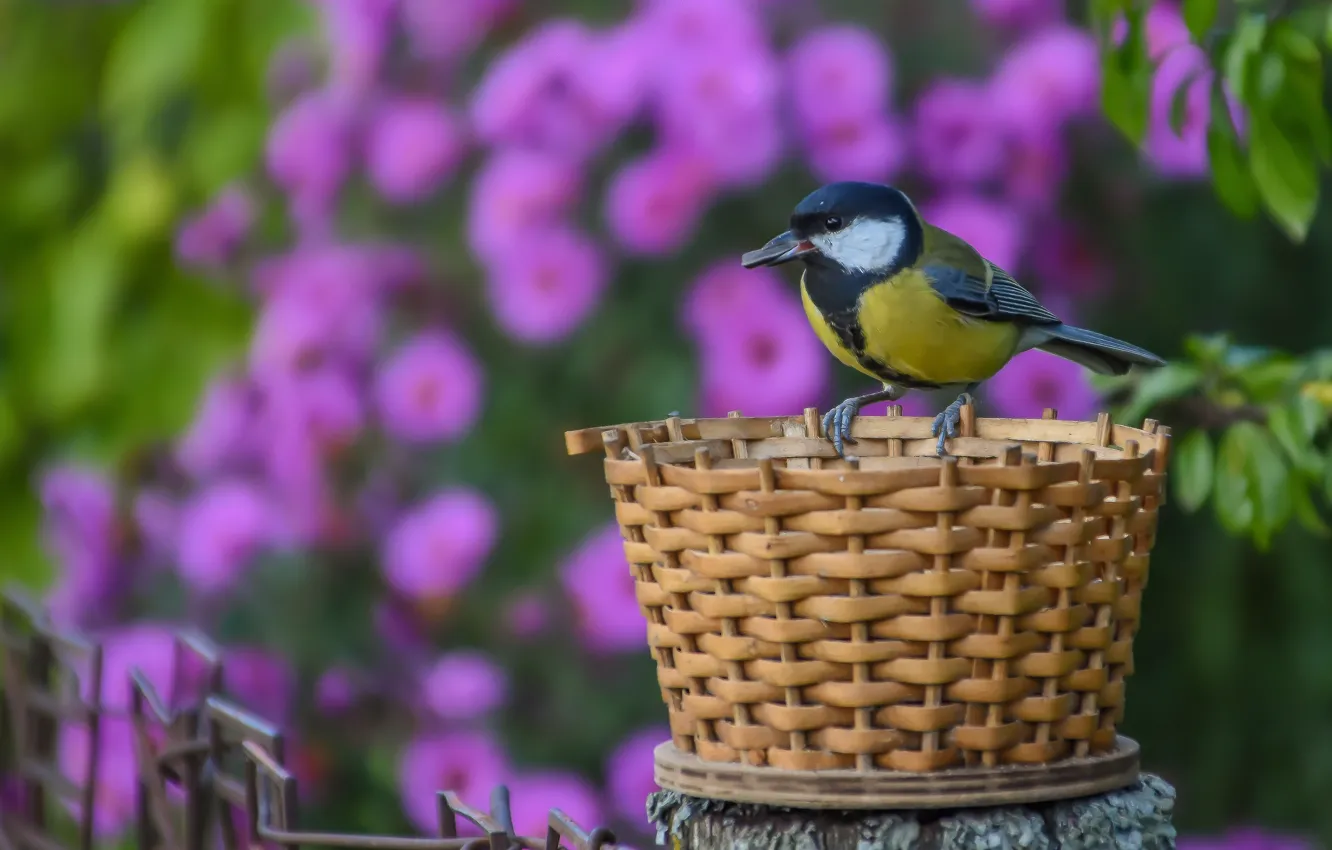 Photo wallpaper autumn, bird, basket, Big tit
