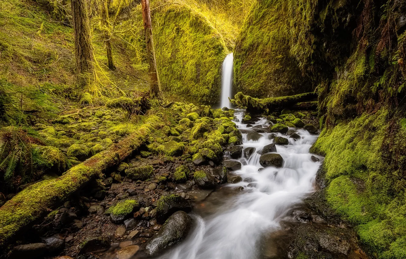 Photo wallpaper forest, stream, waterfall, moss, Oregon, Oregon, Columbia River Gorge, Mossy Grotto Falls