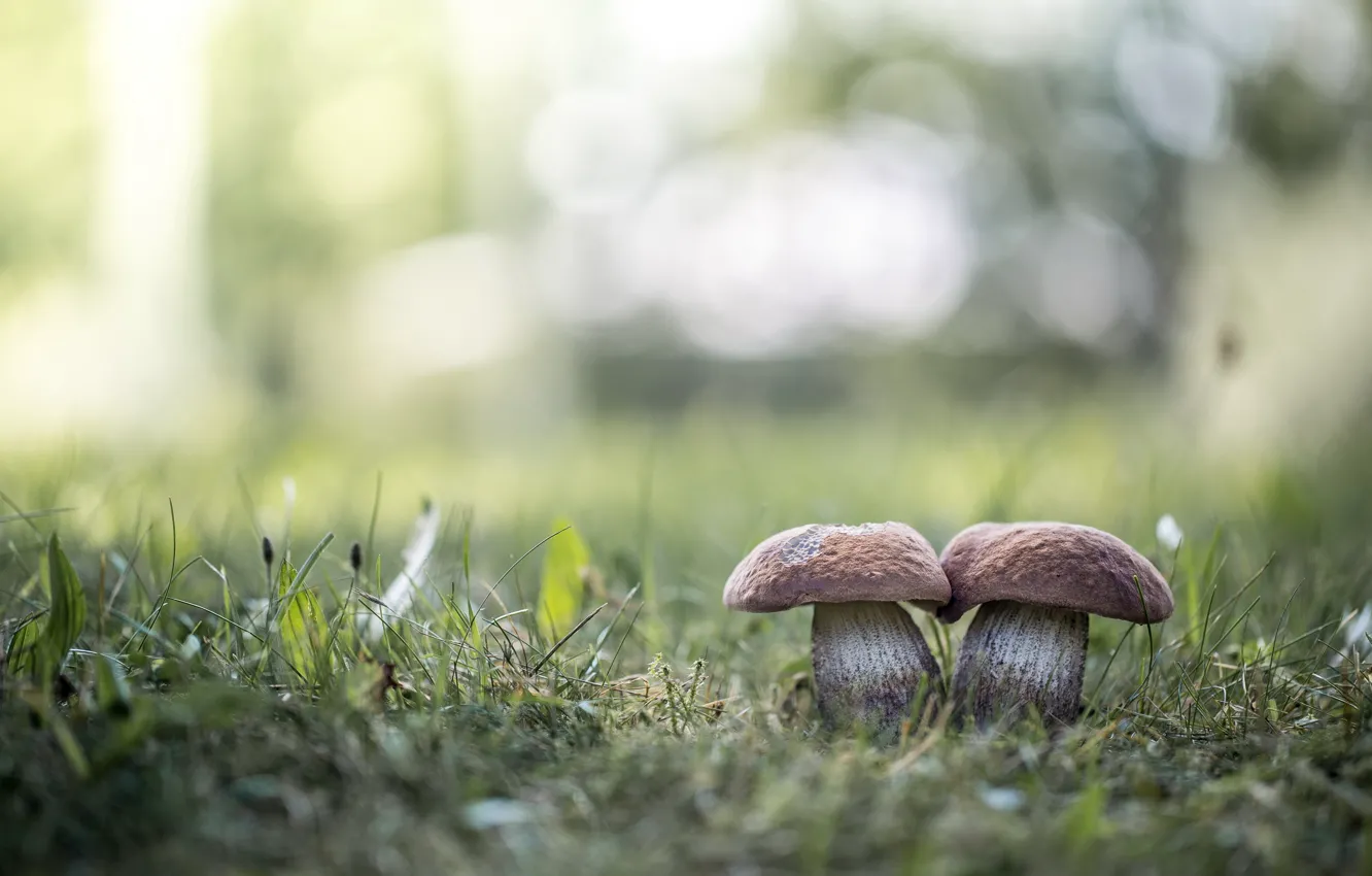 Photo wallpaper summer, grass, glare, mushrooms, two, bokeh