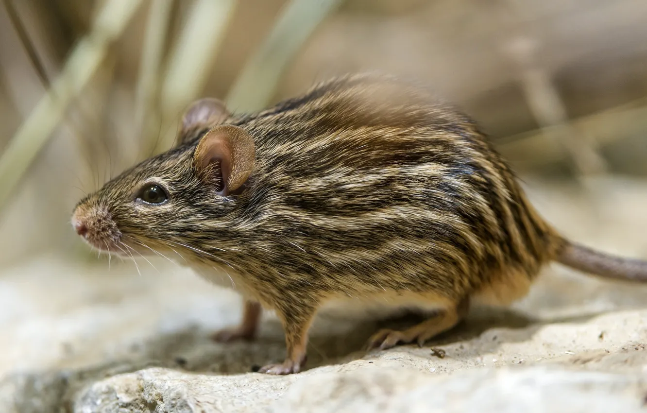 Photo wallpaper mouse, mouse, mouse