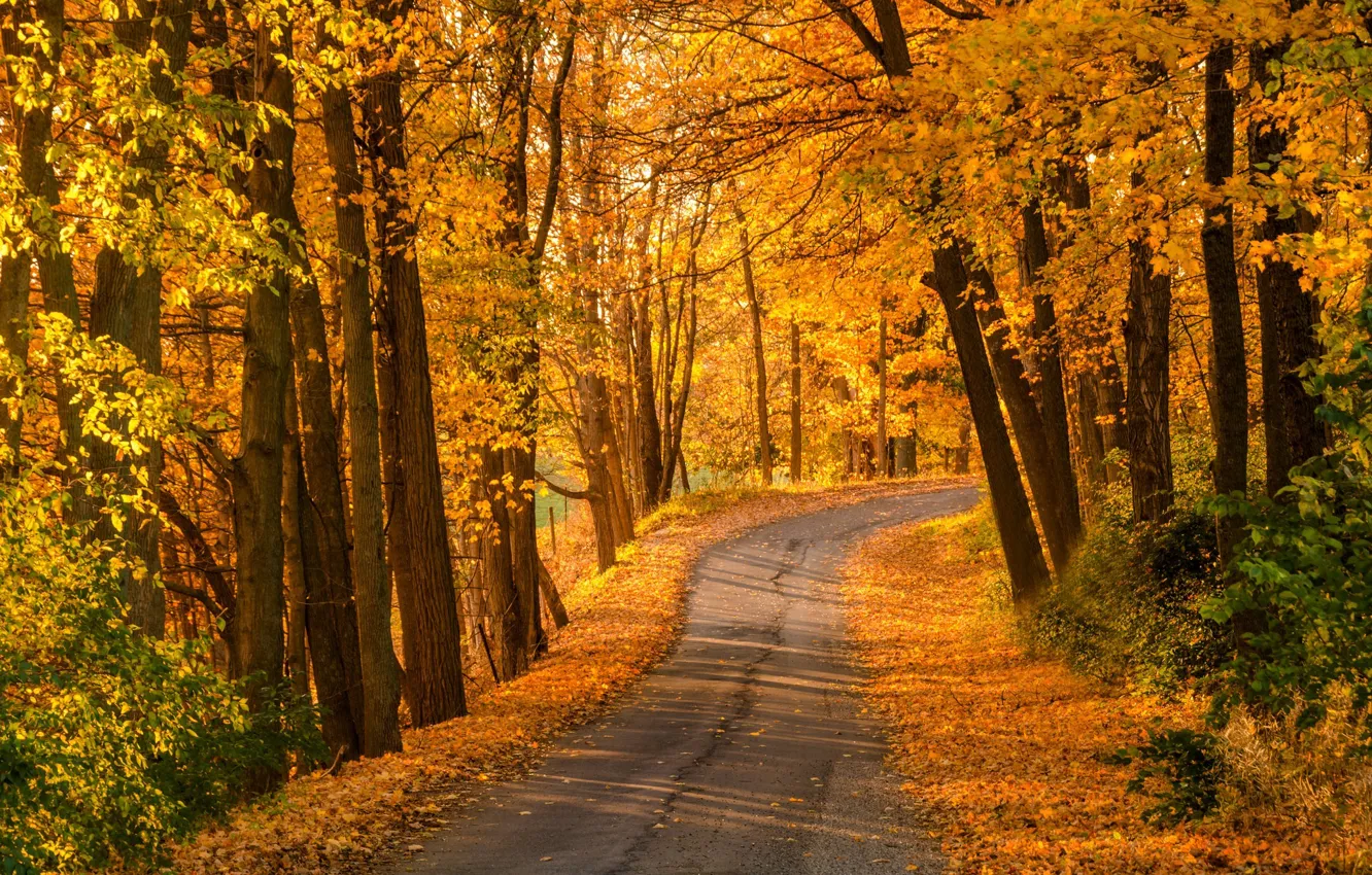 Photo wallpaper road, autumn, forest, leaves, trees, nature, Park, colors
