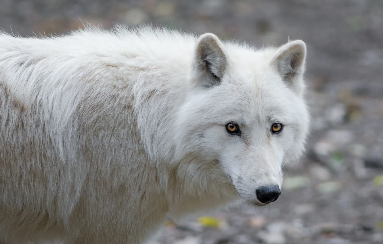 Photo wallpaper nature, Gray Wolf, face, animal, wolf, canis lupus, wildlife, head