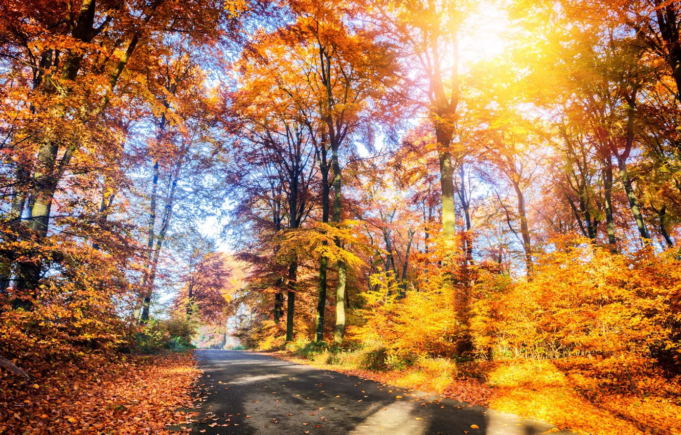 Photo wallpaper road, autumn, forest, leaves, trees, Park, forest, road