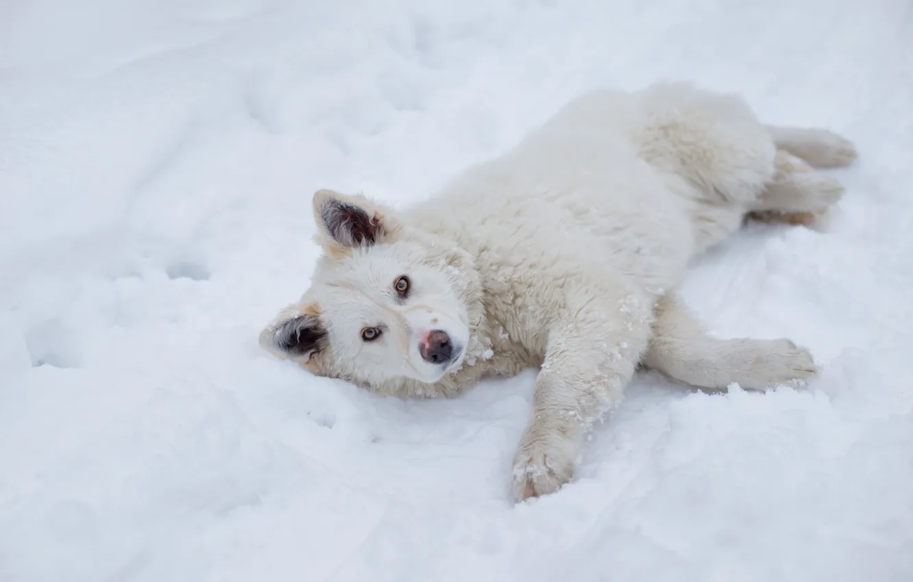 Photo wallpaper winter, look, snow, fluffy, lies, doggie