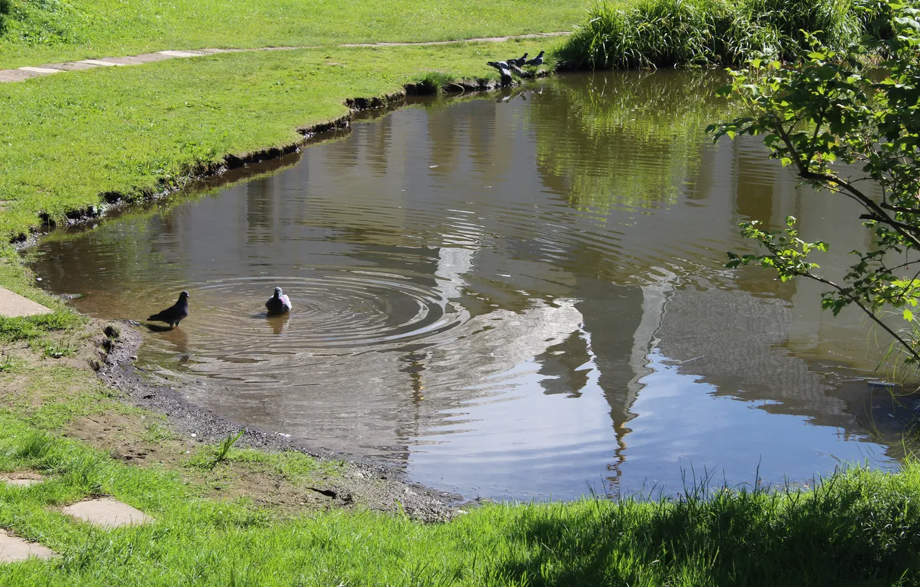 Photo wallpaper water, nature, pond, pigeons