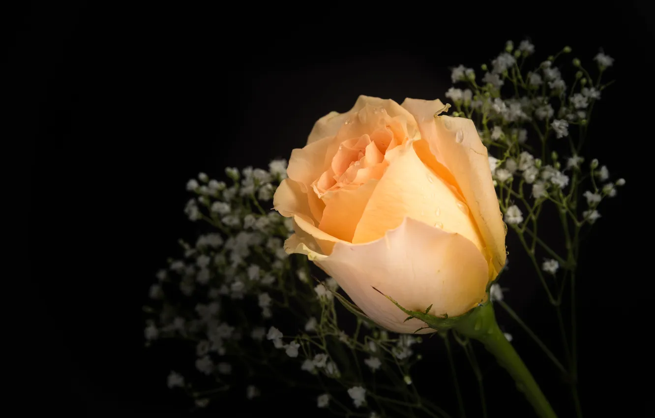 Photo wallpaper roses, black background, gypsophila