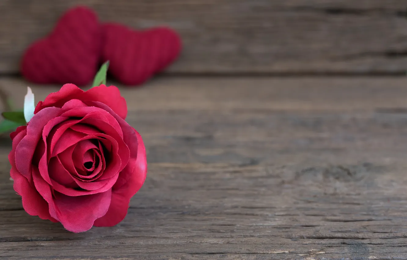 Photo wallpaper flower, macro, background, rose