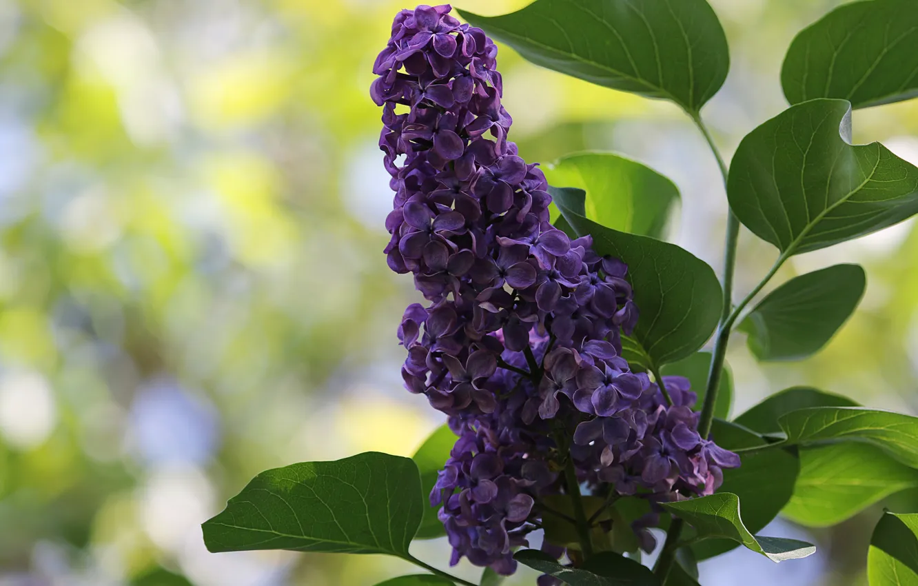 Photo wallpaper bunch, the bushes, lilac