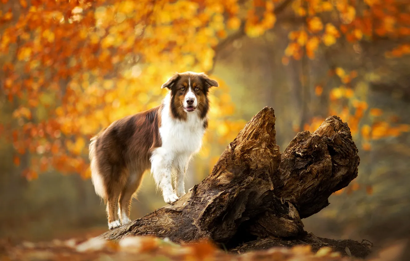 Photo wallpaper autumn, forest, look, light, trees, branches, nature, pose