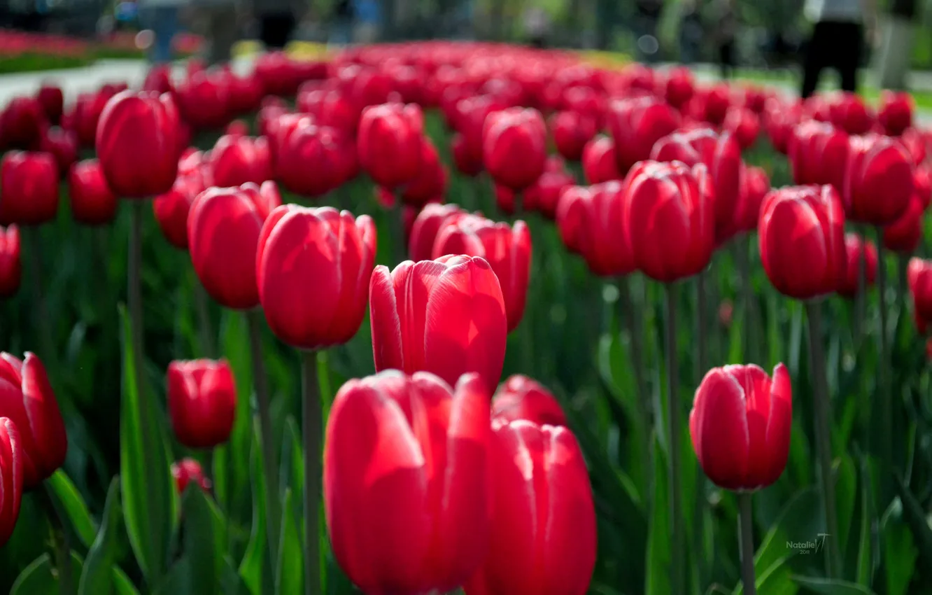 Photo wallpaper flowers, red, spring, tulips, flowerbed