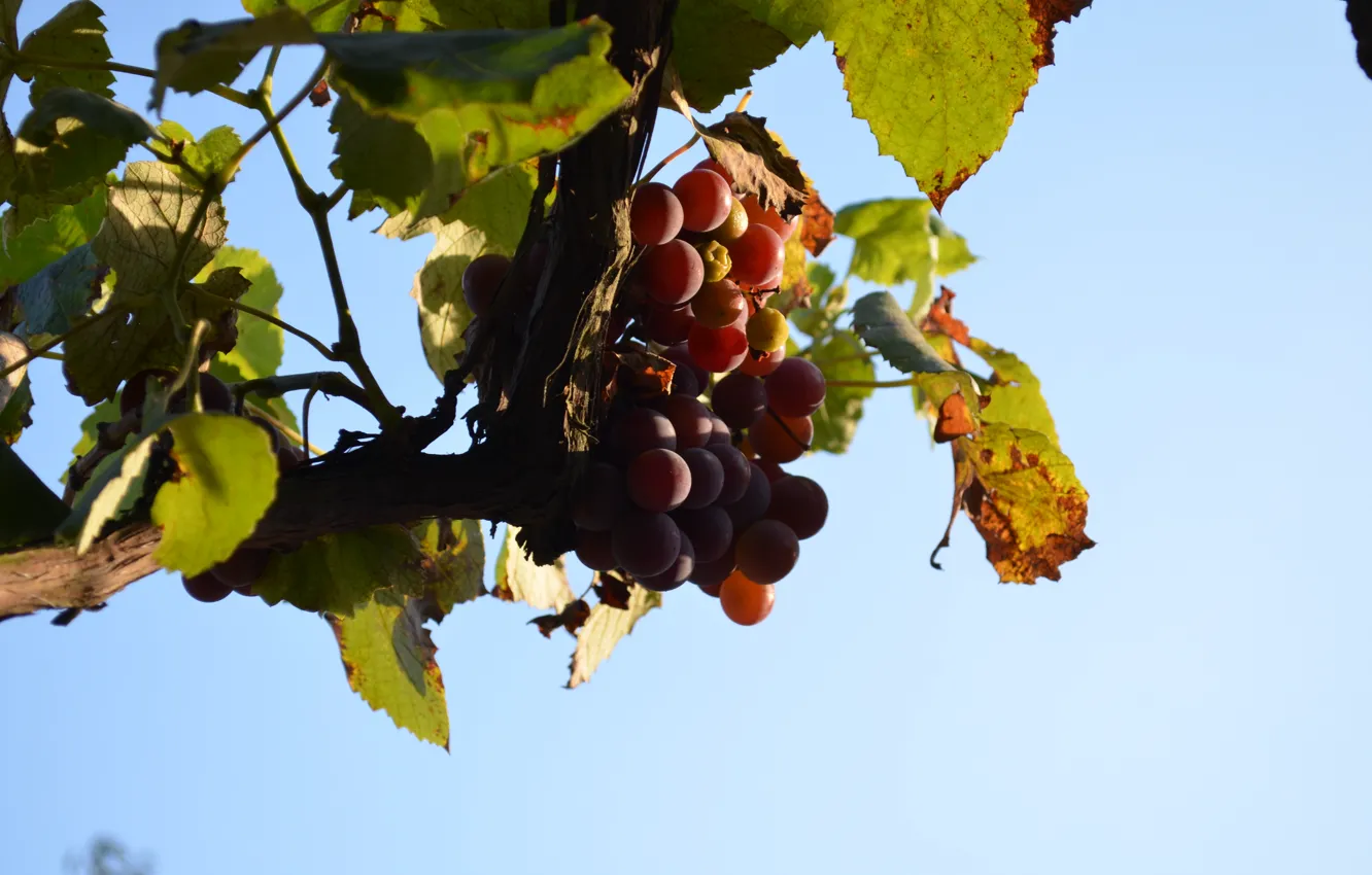 Photo wallpaper the sky, grapes, blue background
