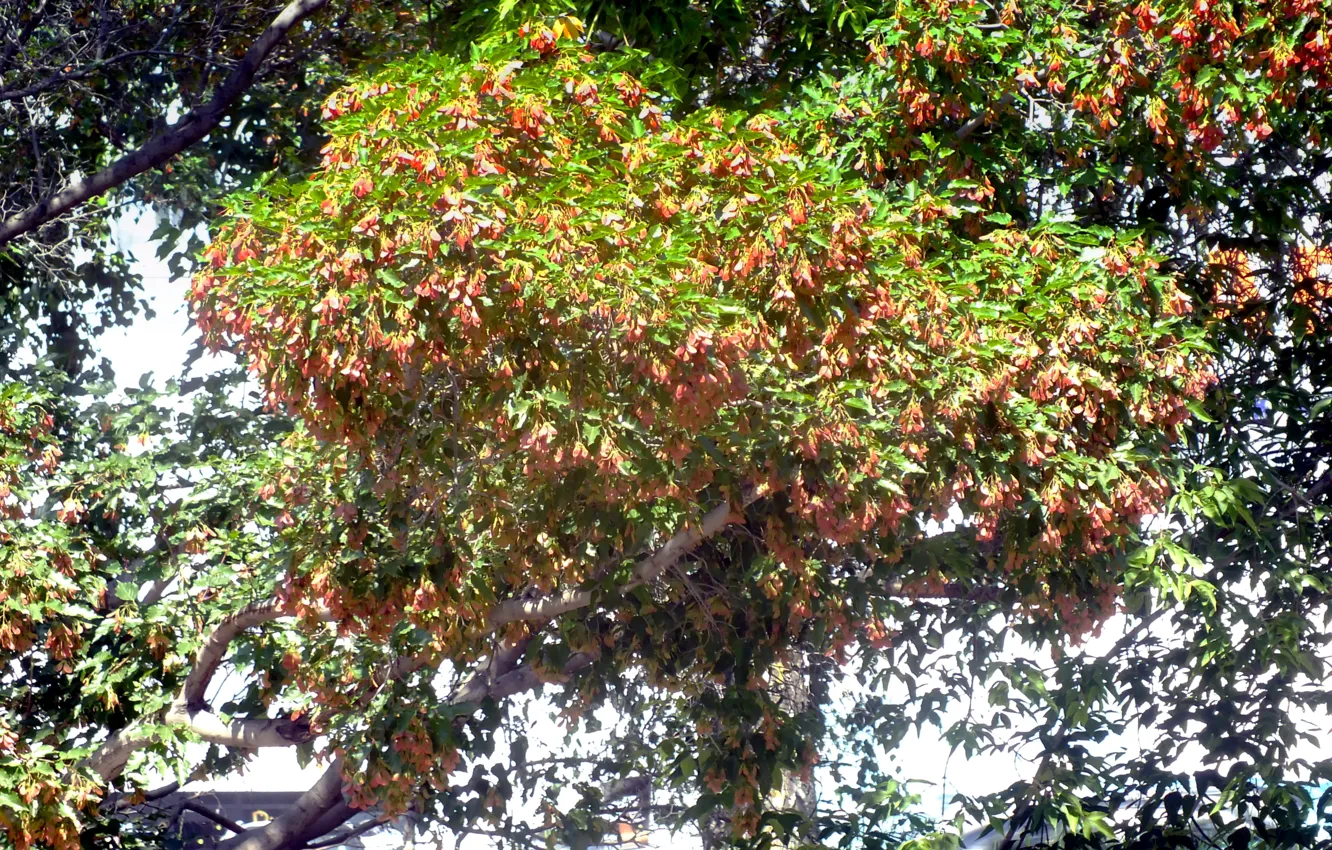 Photo wallpaper leaves, trees, yellow, gold, poplar