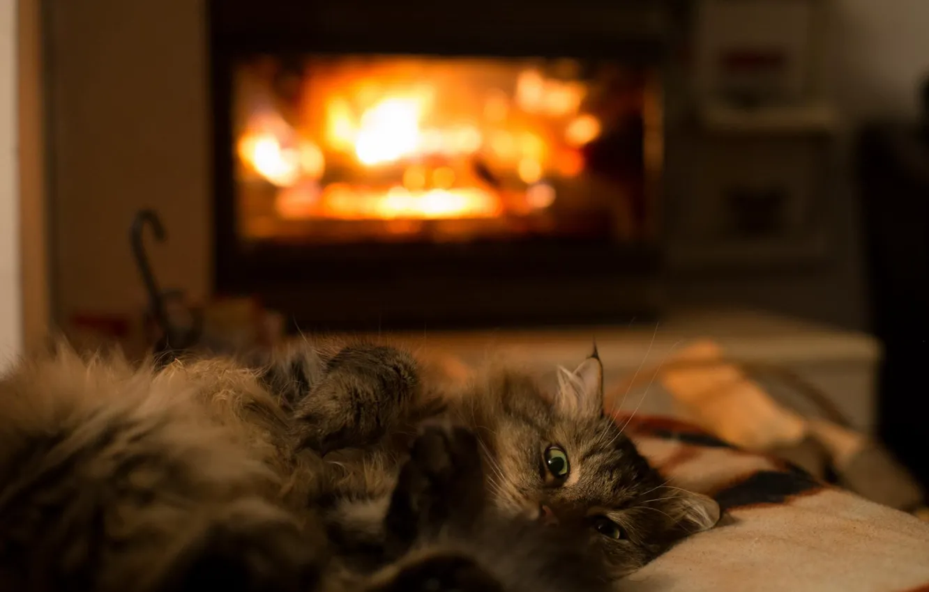 Photo wallpaper cat, heat, room, animal, legs, wool, lies, fireplace