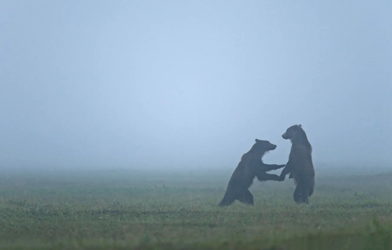 Photo wallpaper animals, bear, bears, haze, wildlife, fogs