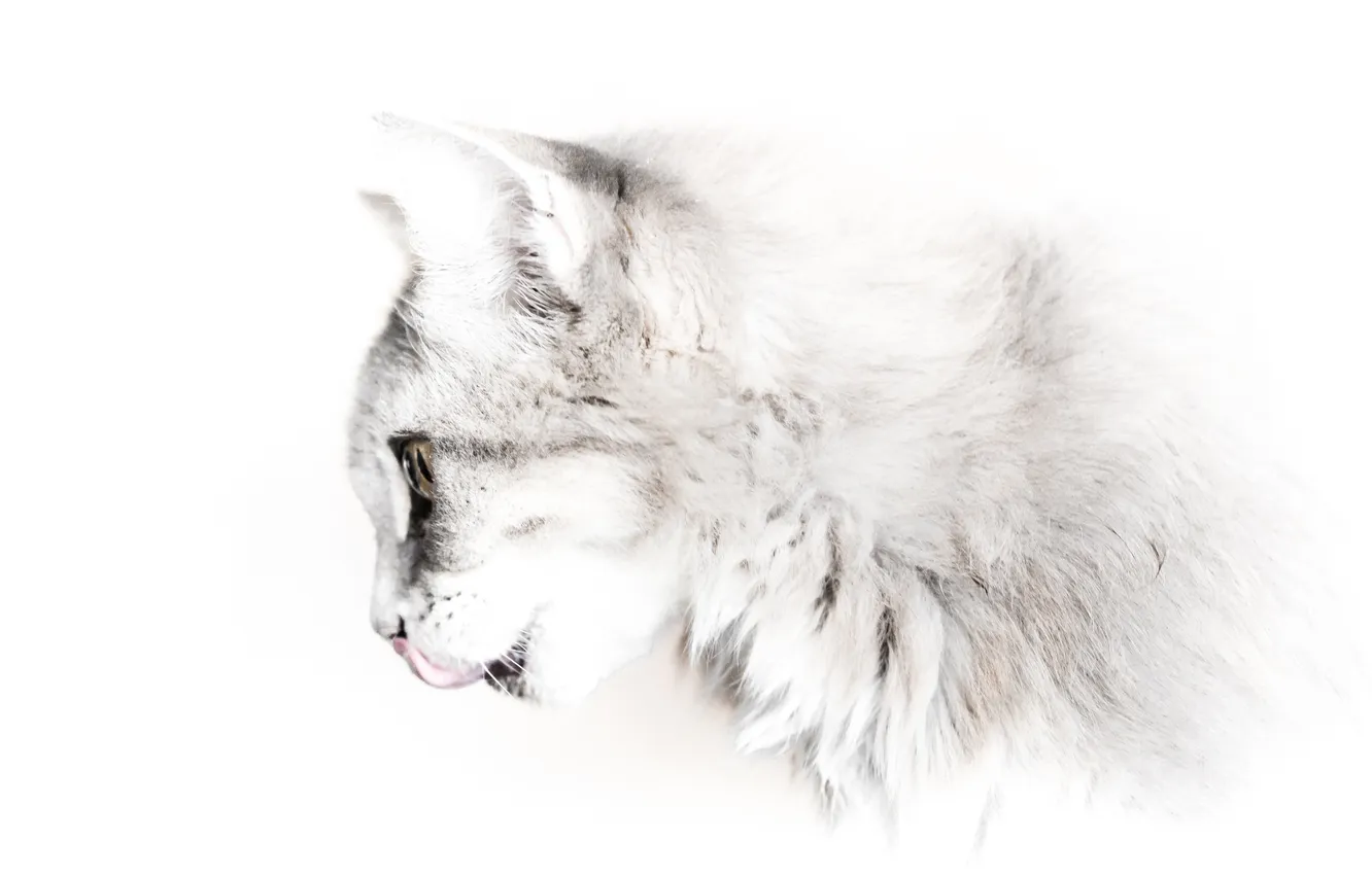 Photo wallpaper language, cat, cat, face