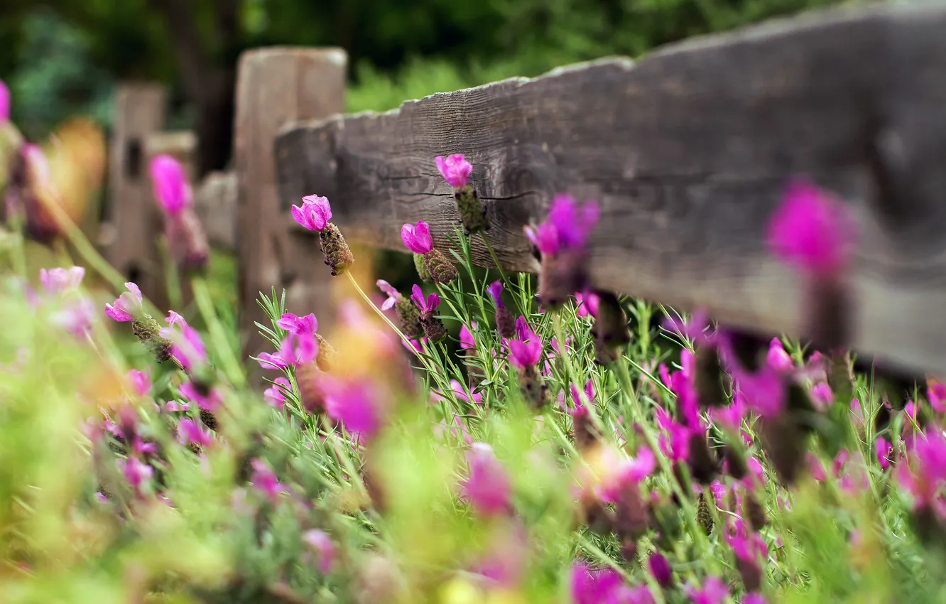 Photo wallpaper flowers, nature, the fence