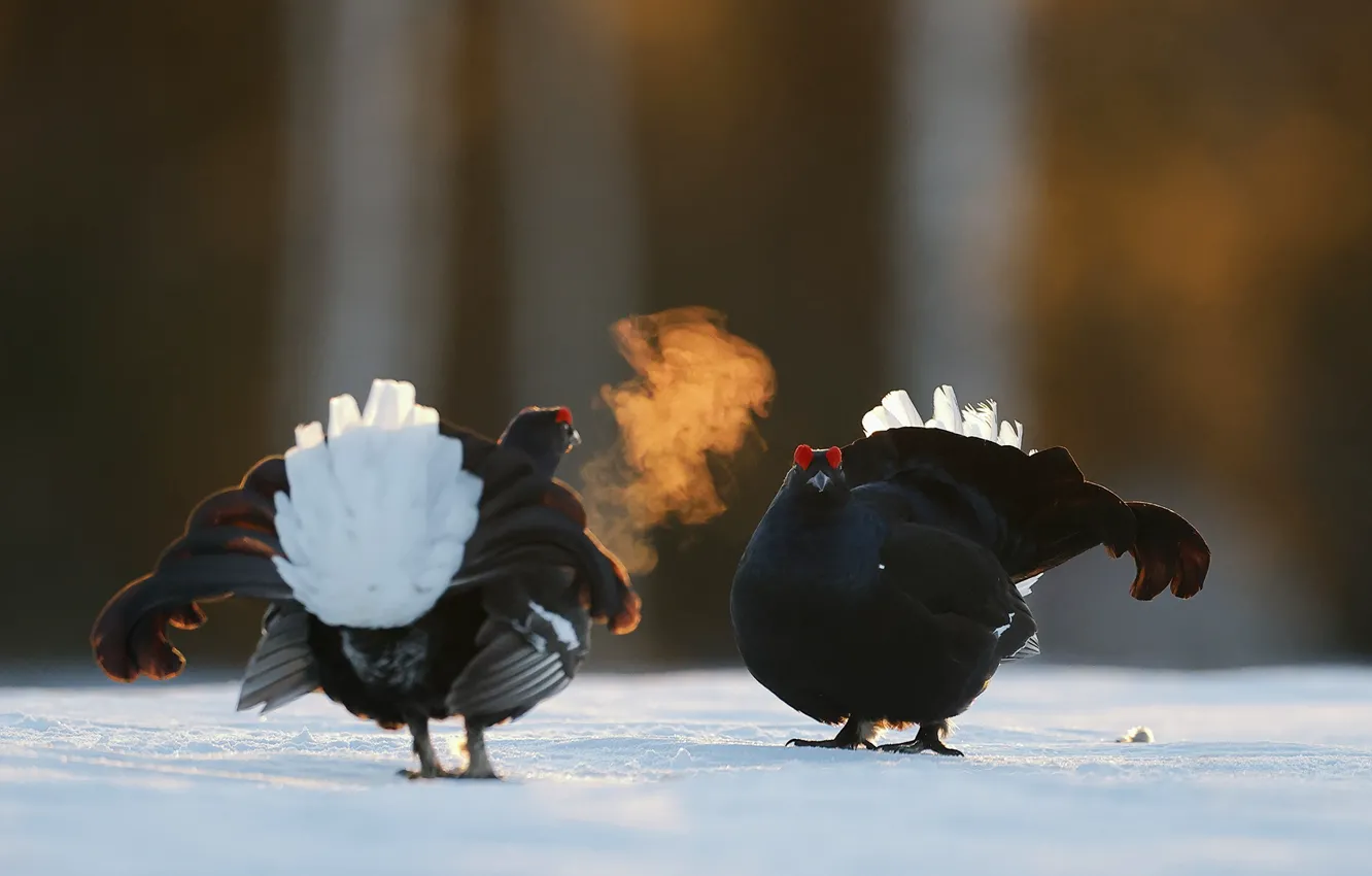Photo wallpaper animals, birds, Males, Finland, in Kuusamo, Black grouse