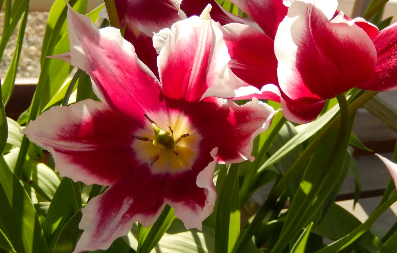 Photo wallpaper grass, flowers, widescreen, Wallpaper, spring, tulips, wallpaper, grass