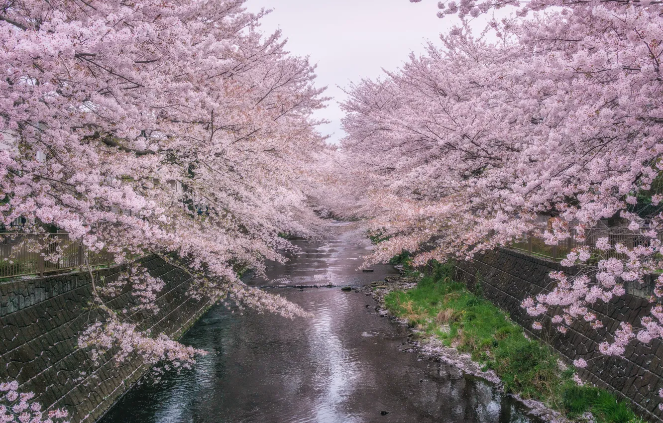 Photo wallpaper trees, Park, river, spring, Sakura