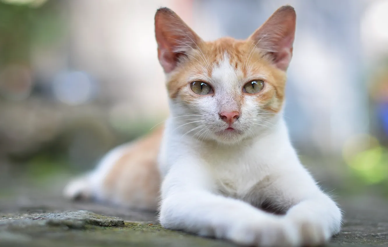 Photo wallpaper cat, look, pose, glare, portrait, white-red