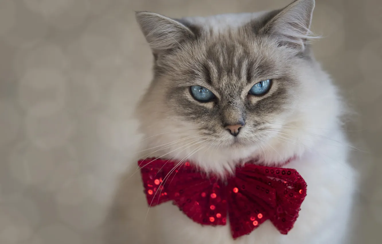 Photo wallpaper cat, cat, look, red, pose, grey, Shine, portrait