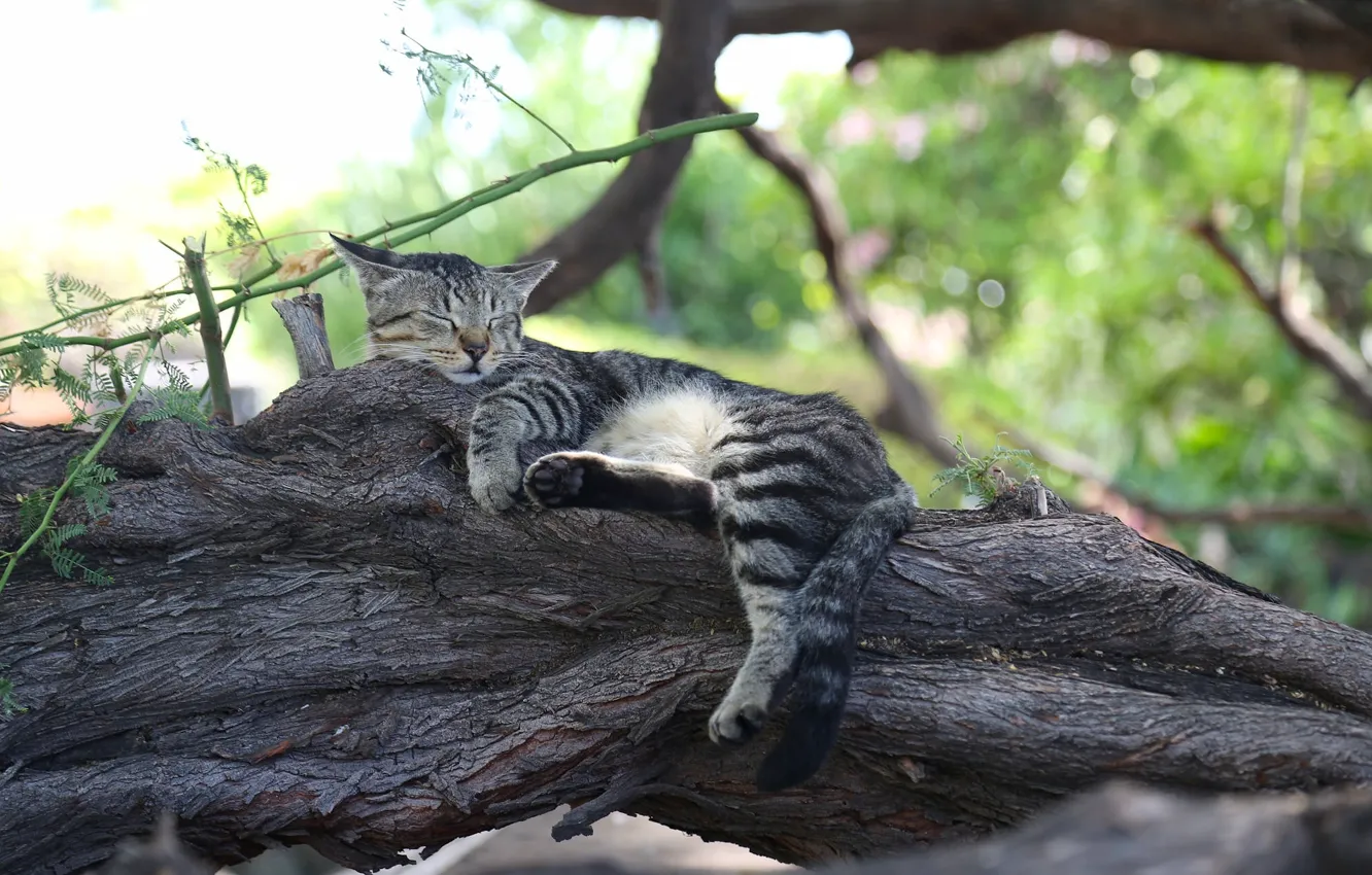 Photo wallpaper cat, cat, tree, stay, sleep, sleeping