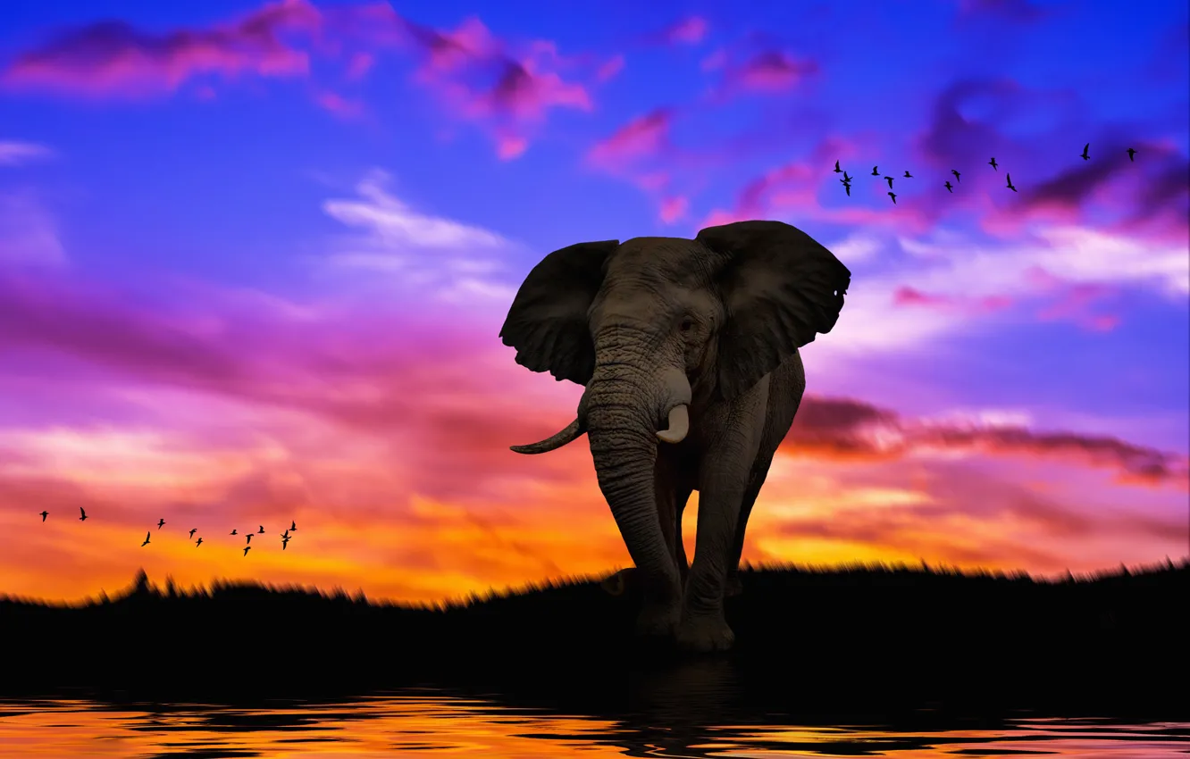 Photo wallpaper the sky, sunset, rendering, elephant, art, photoart