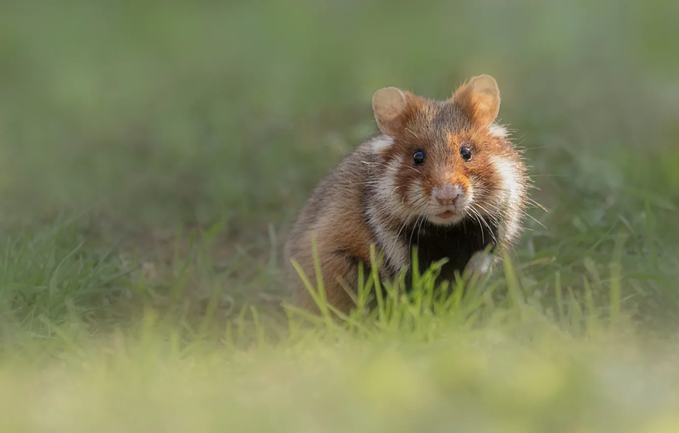 Photo wallpaper grass, look, light, glade, hamster, muzzle, bokeh, rodent