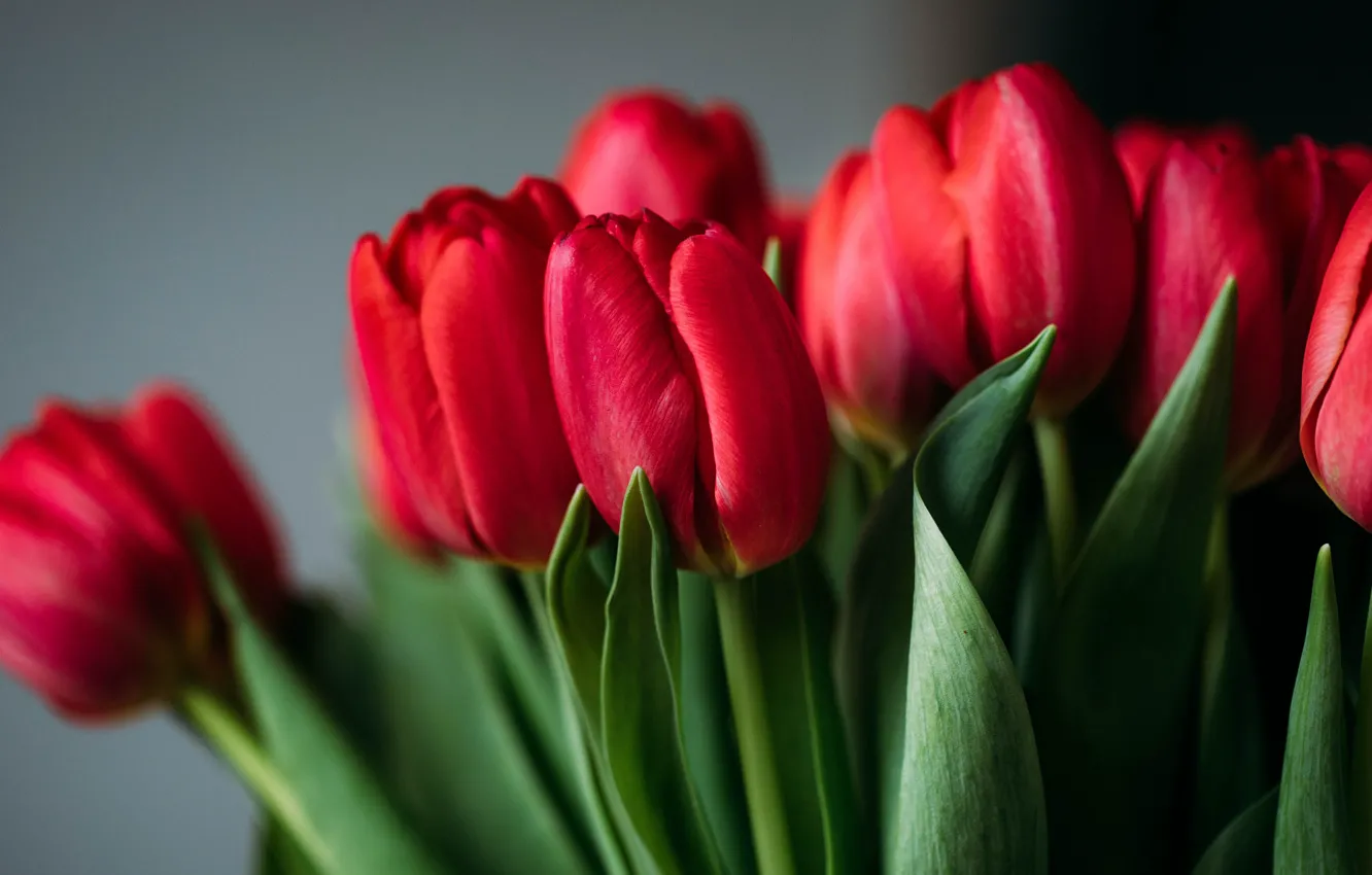 Photo wallpaper leaves, flowers, bouquet, tulips, red, buds