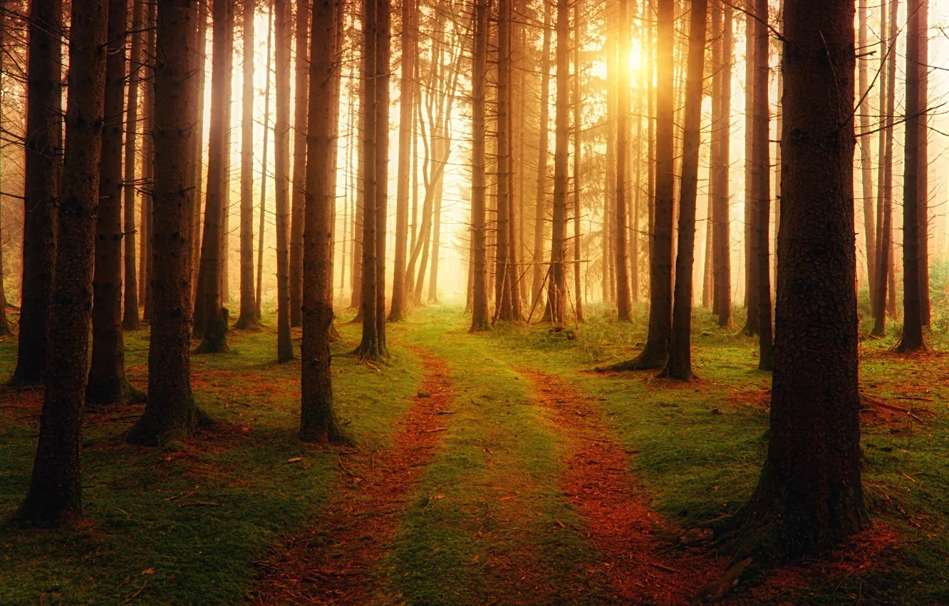 Photo wallpaper Sunset, Road, Sunrise, Trees, Forest, Trail, Dawn, The way