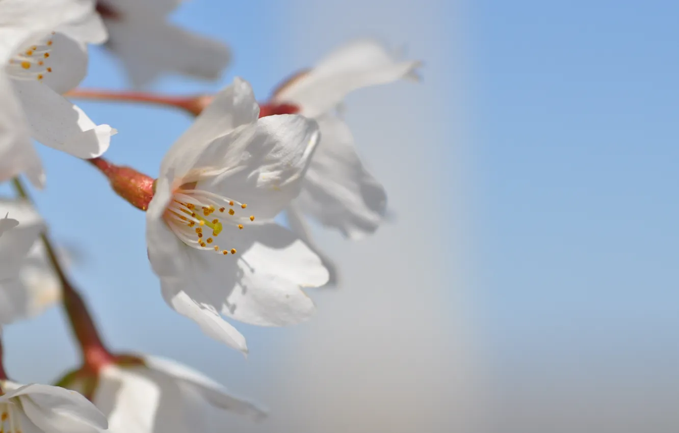 Photo wallpaper white, the sky, macro, flowers, cherry, color, spring, flowering