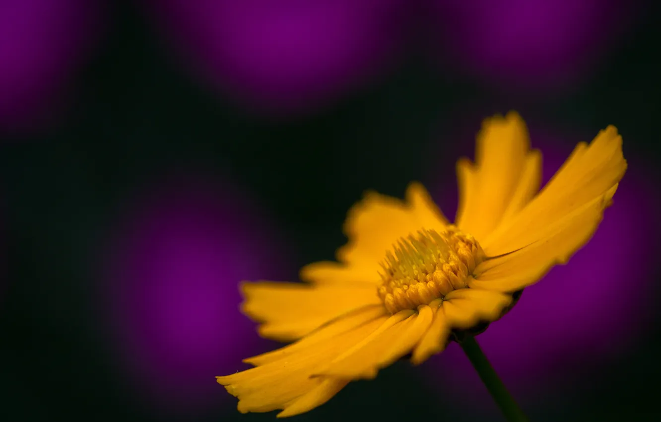 Photo wallpaper flower, macro, yellow, kosmeya