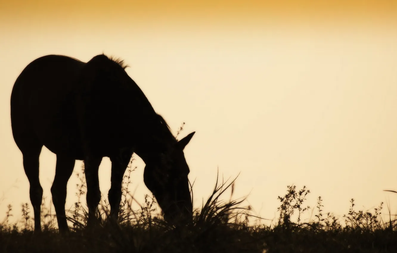 Photo wallpaper sunset, horse, silhouette