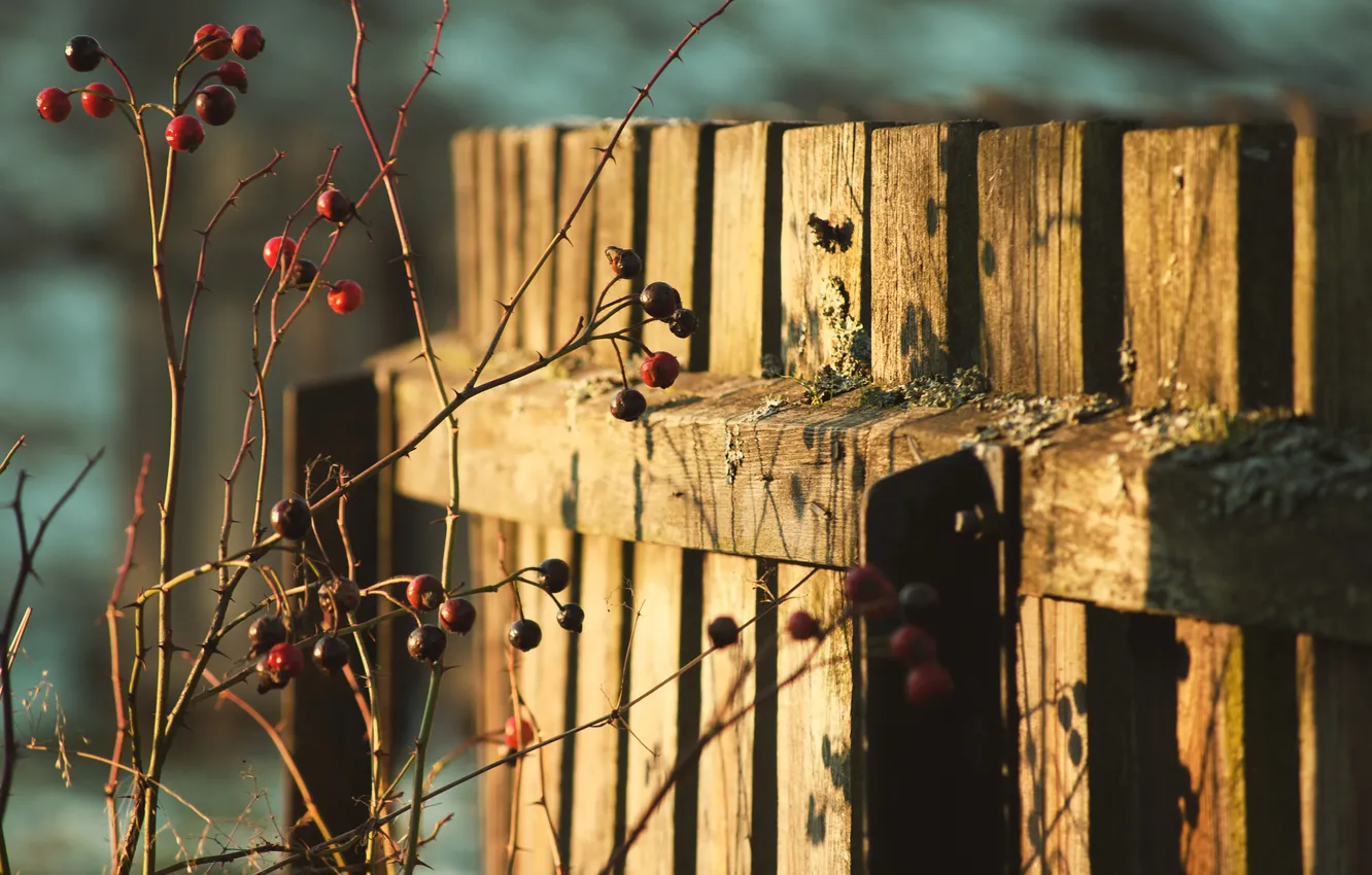 Photo wallpaper nature, berries, the fence